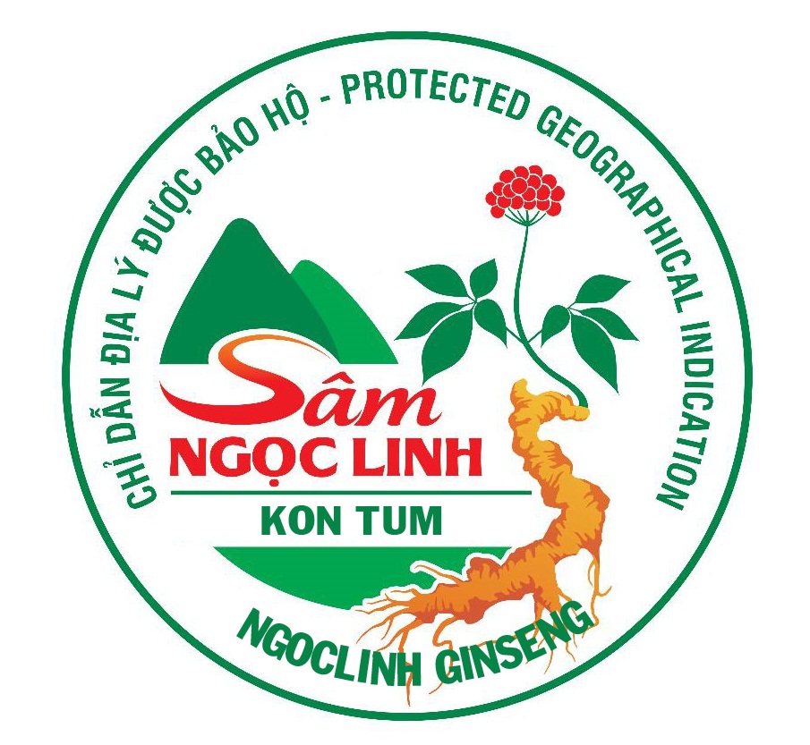 Sở Khoa học và Công nghệ tỉnh Kon Tum tổ chức  họp công bố biểu tượng (Logo) Chỉ dẫn địa lý “Ngọc Linh” cho sản phẩm sâm củ của tỉnh Kon Tum